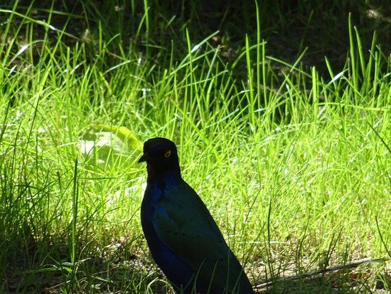 Vogelpark Ruinen