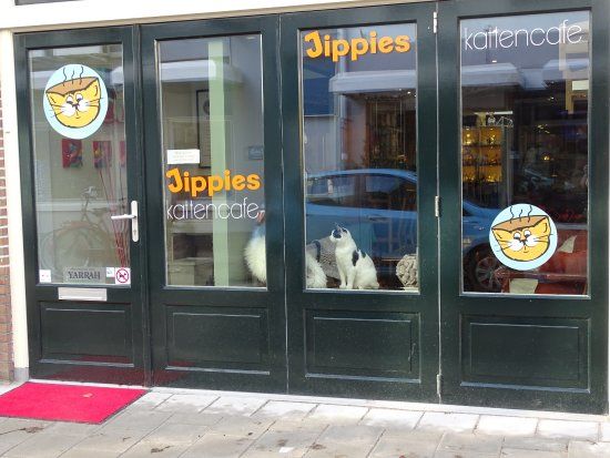 Jippies kattencafe