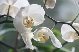 Orchideeëntuin Gerendal