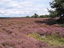 Groote Heide