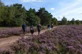 Gorsselse Heide