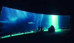 Burgers' Ocean