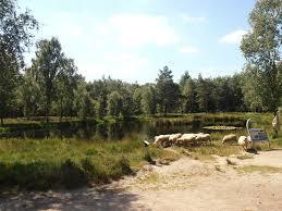 Pluizenmeer