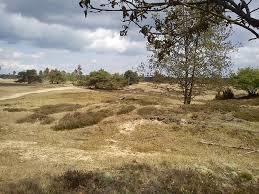 Doornspijkse Heide