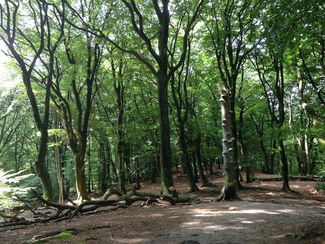 Speulderbos