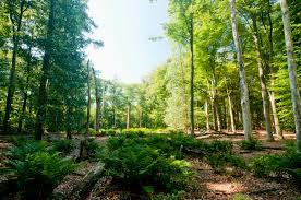 Rucphense Bossen