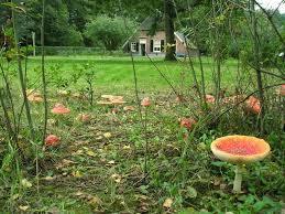 De Koekendaal