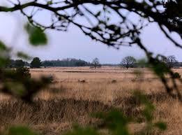 Holtingerveld