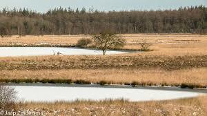 Duurswouderheide