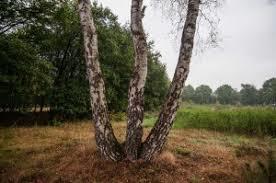 Eelerberg