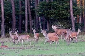 Wildscherm Alverschotenseweg