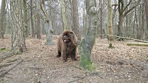 het Amerongse Bos