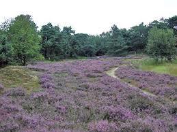 Beegderheide