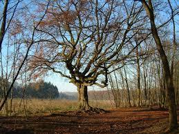 De Heksenboom