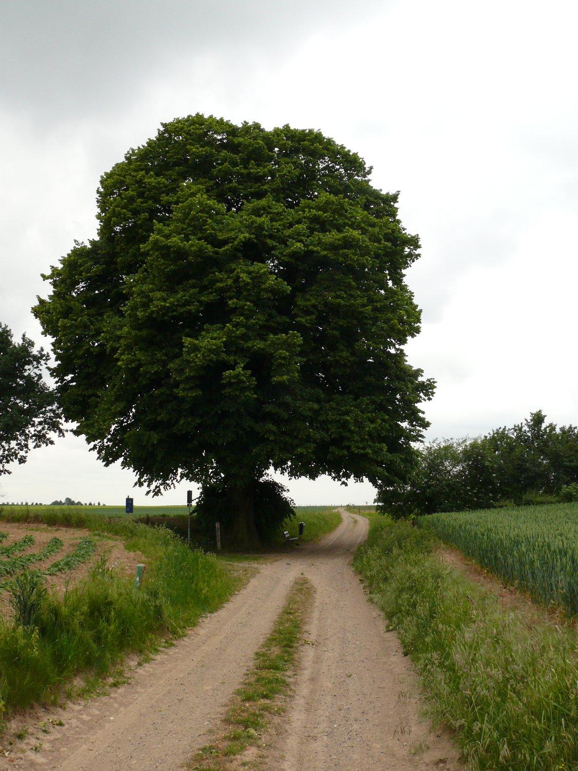 Huuskesboom