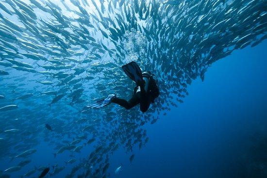 ABC Dive