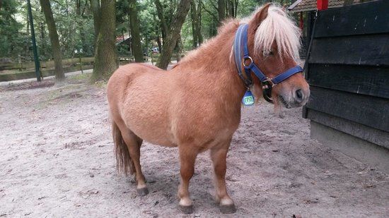 PonyParkCity