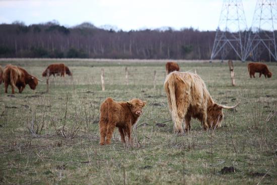 Huis ter Heide