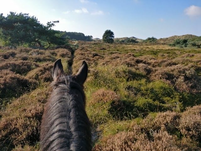 Schoorlse Duinen