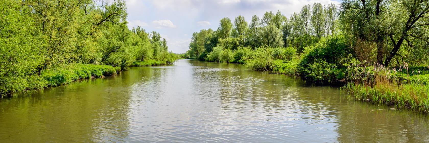 De Biesbosch