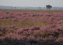 Dwingelderveld