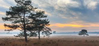 Drents-Friese Wold